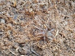 Theraphosinae