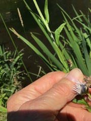 Macrodactylus subspinosus