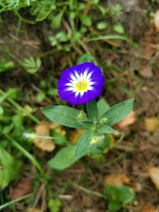 Convolvulus tricolor