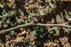 Polygonum aviculare depressum