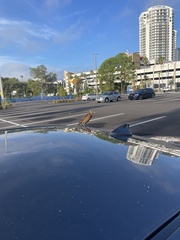 Quiscalus major westoni