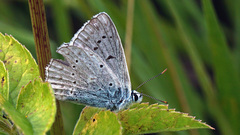 Polyommatus daphnis