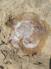 Rhizostoma pulmo