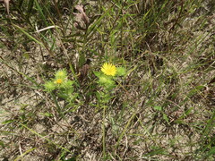 Grindelia lanceolata