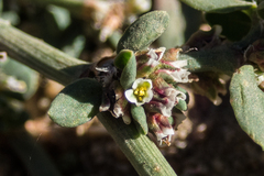 Polygonum aviculare depressum