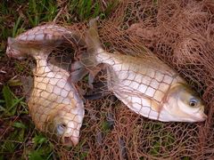 Colossoma macropomum