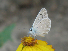 Polyommatus daphnis