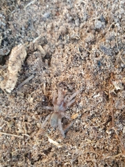 Theraphosinae