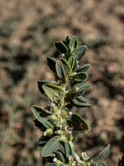 Polygonum aviculare depressum