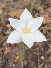 Zephyranthes