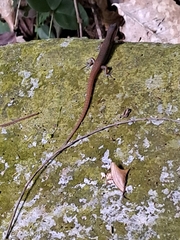 Scincella rufocaudata