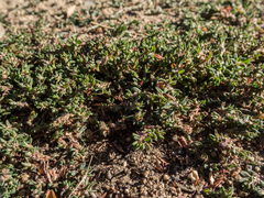 Polygonum aviculare depressum