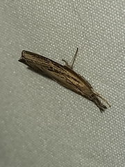 Fissicrambus mutabilis
