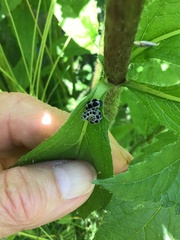 Symphyta