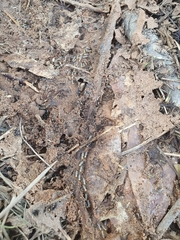 Theraphosinae