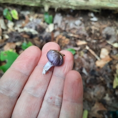 Cortinarius iodes