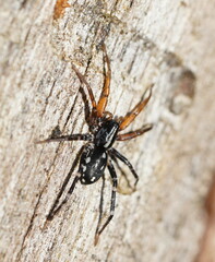 Nyssus coloripes