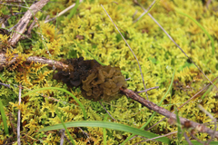 Tremella