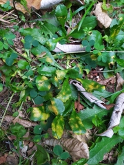 Puccinia