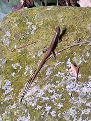 Scincella rufocaudata