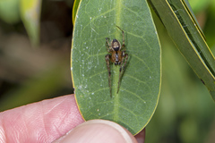Araneae