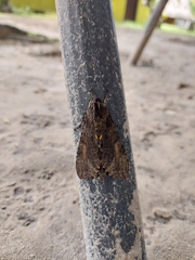 Sphingidae