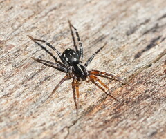 Nyssus coloripes