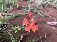 Ixora coccinea