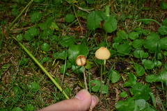 Conocybe