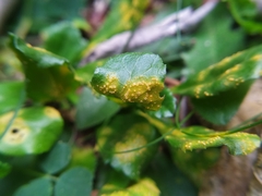 Puccinia