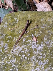 Scincella rufocaudata