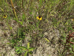 Rudbeckia missouriensis