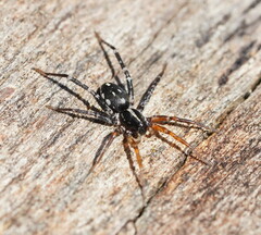 Nyssus coloripes
