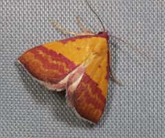 Phytometra rhodarialis