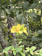 Hypericum crux-andreae
