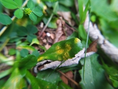 Puccinia
