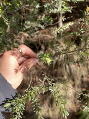 Micrantheum hexandrum