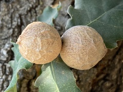 Andricus sternlichti