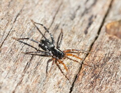 Nyssus coloripes