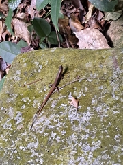 Scincella rufocaudata