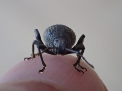 Otiorhynchus