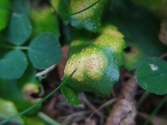 Puccinia