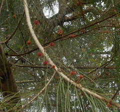 Casuarinaceae