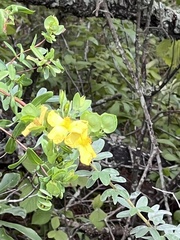 Hypericum crux-andreae