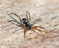 Nyssus coloripes