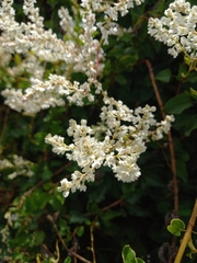 Fallopia