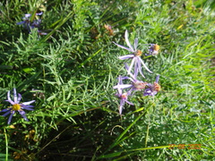 Galatella dahurica