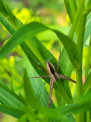 Pisaurina mira