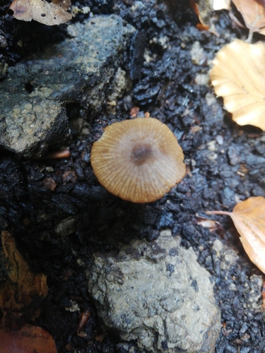 Entoloma politum