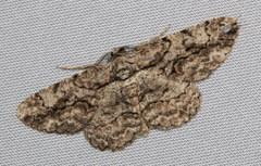 Anavitrinella pampinaria